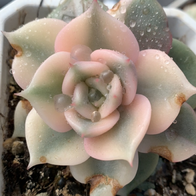 贝加尔湖花脸锦，多肉植物