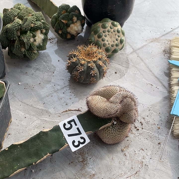 完全开放573佩勒缀