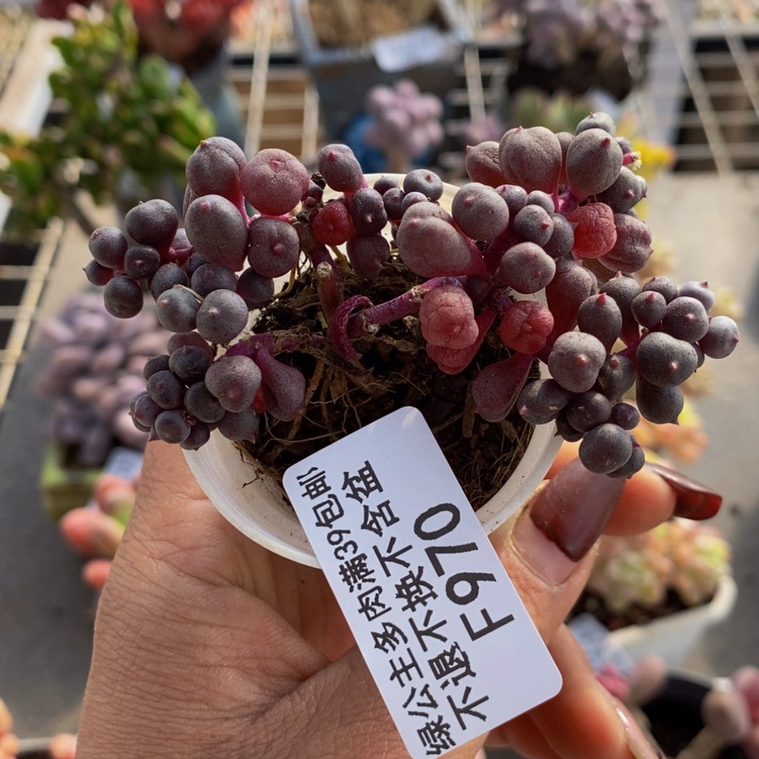 葡萄970/6cm多肉