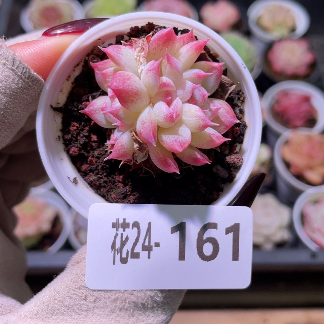 花利美24-161新品