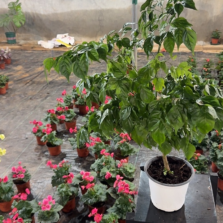 大部分花苞少量开放一树树