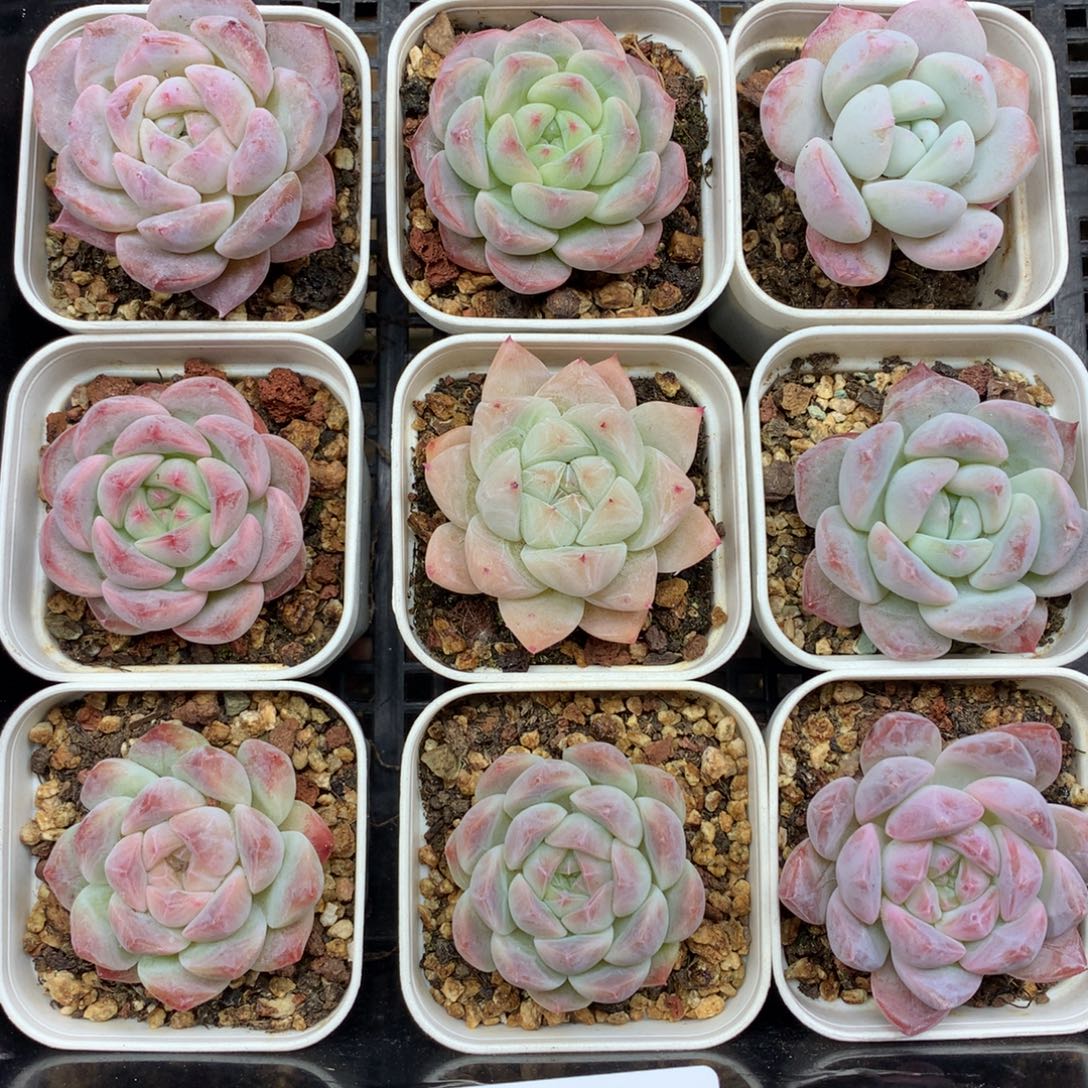 1201-134 套餐一组