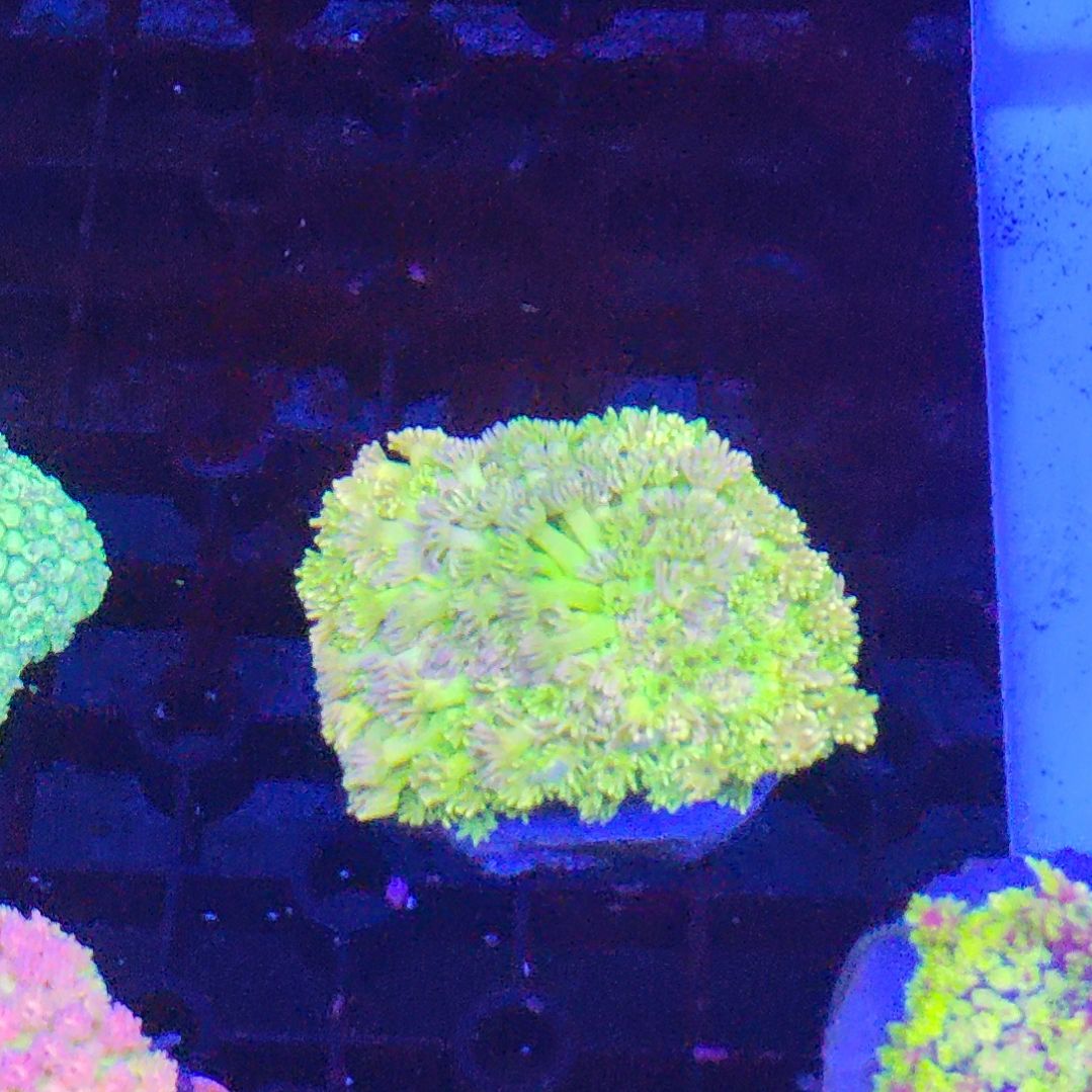 智海珊瑚不支持退货不包邮接受再下单