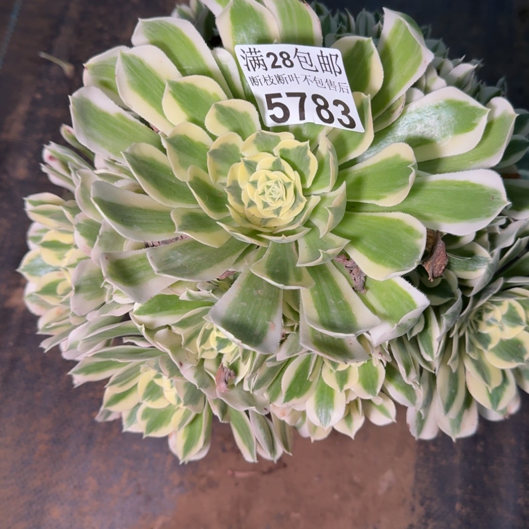 5783法师多肉植物