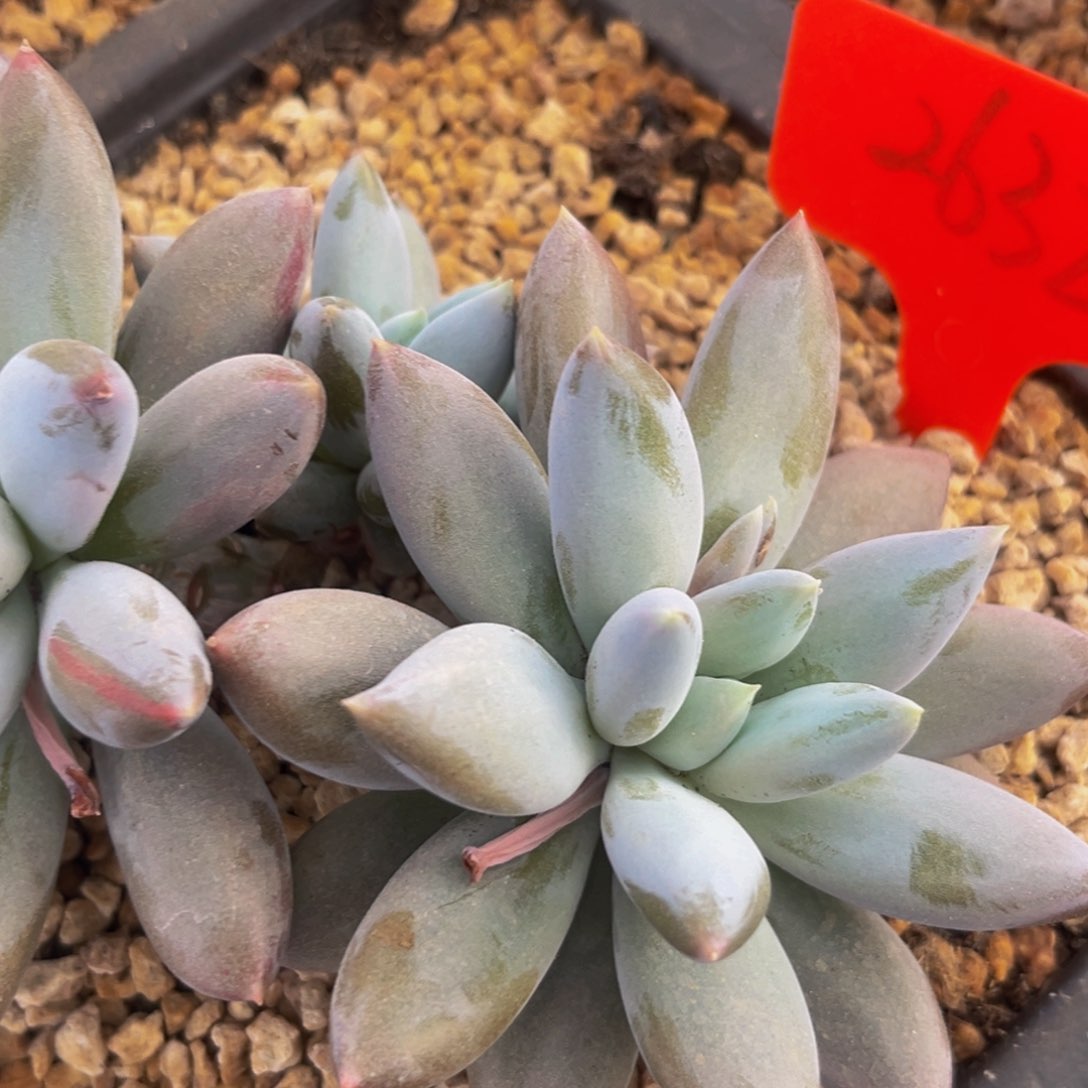 岁****连2632下午多肉植物群生