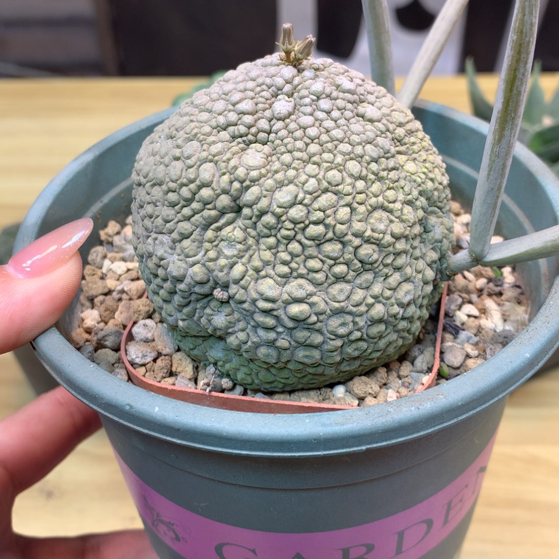      15号 实生 林提玉7公分 带盆土发货