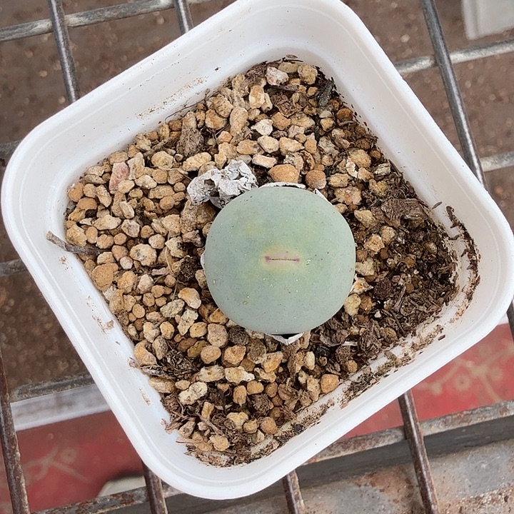 小红嘴单头2仙人球