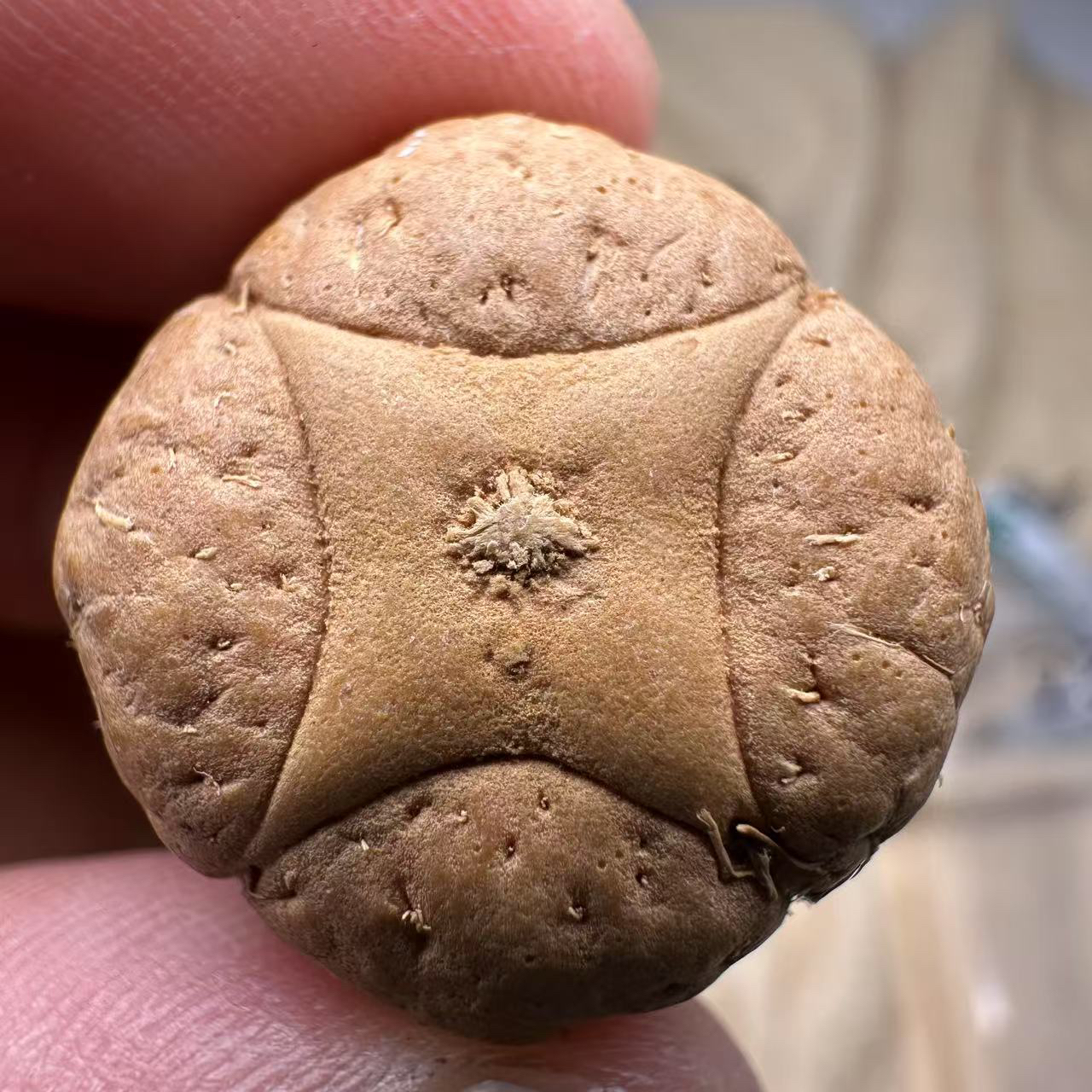 尼泊尔麒麟眼菩提，尺寸23，厚度16，s系列