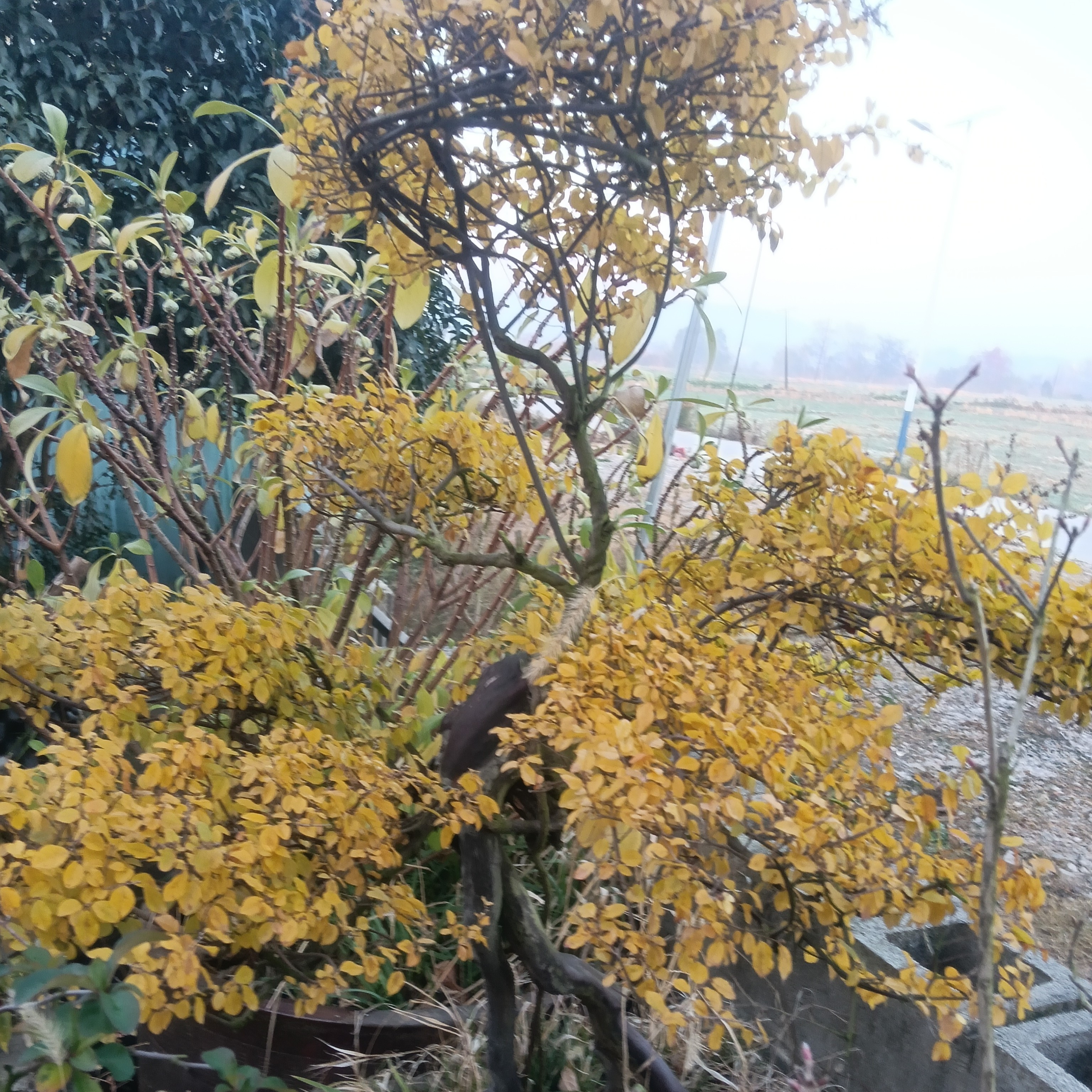 雀梅老桩，老鸦柿，棠梨，黄栌，黄荆，紫滕老鸦柿盆景