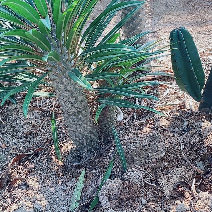 霸王树脱土发货老桩