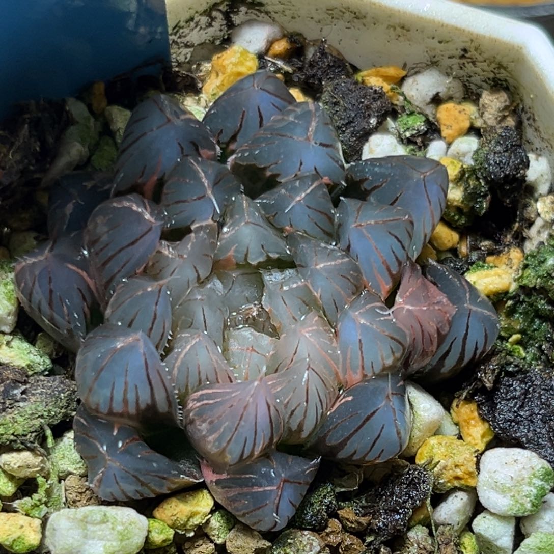 恭喜发财大吉大利0131