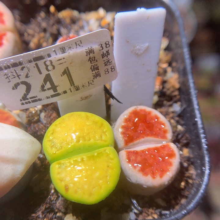 海*? 精品生石花218.241