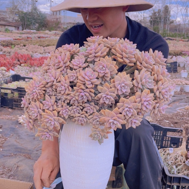 216淡雪缀化一物一拍