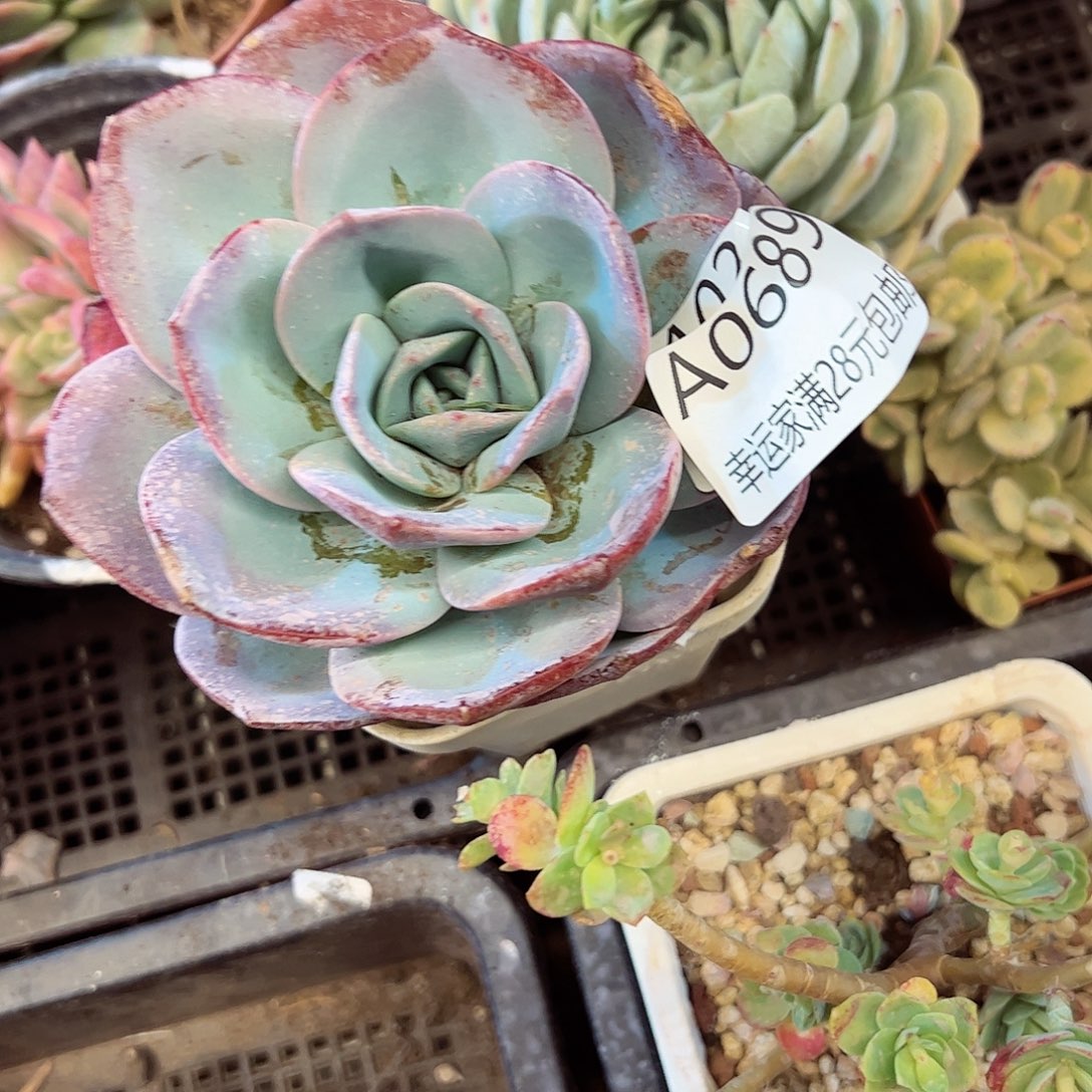 幸运的是我的朋友们