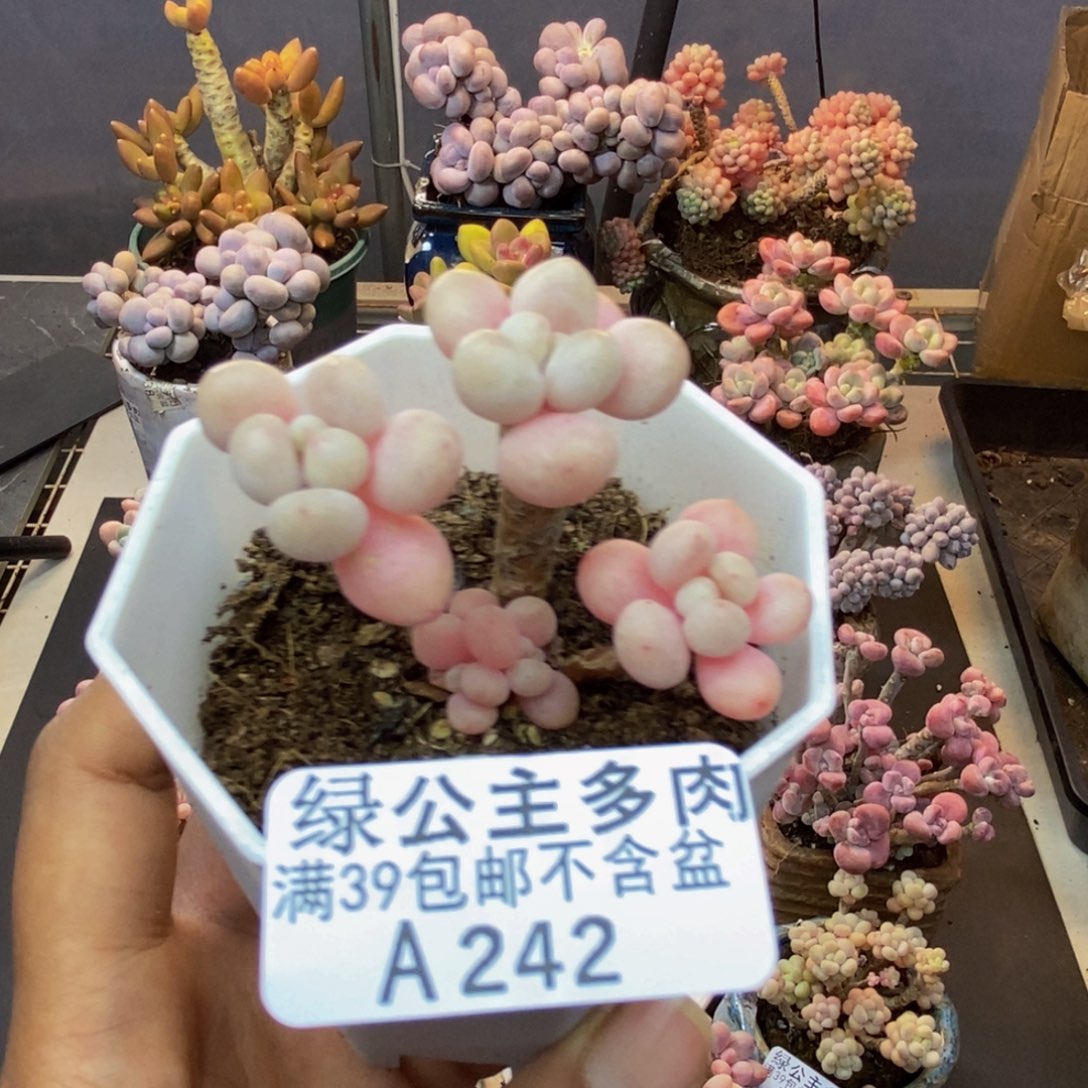 242鱼子酱多肉4cm