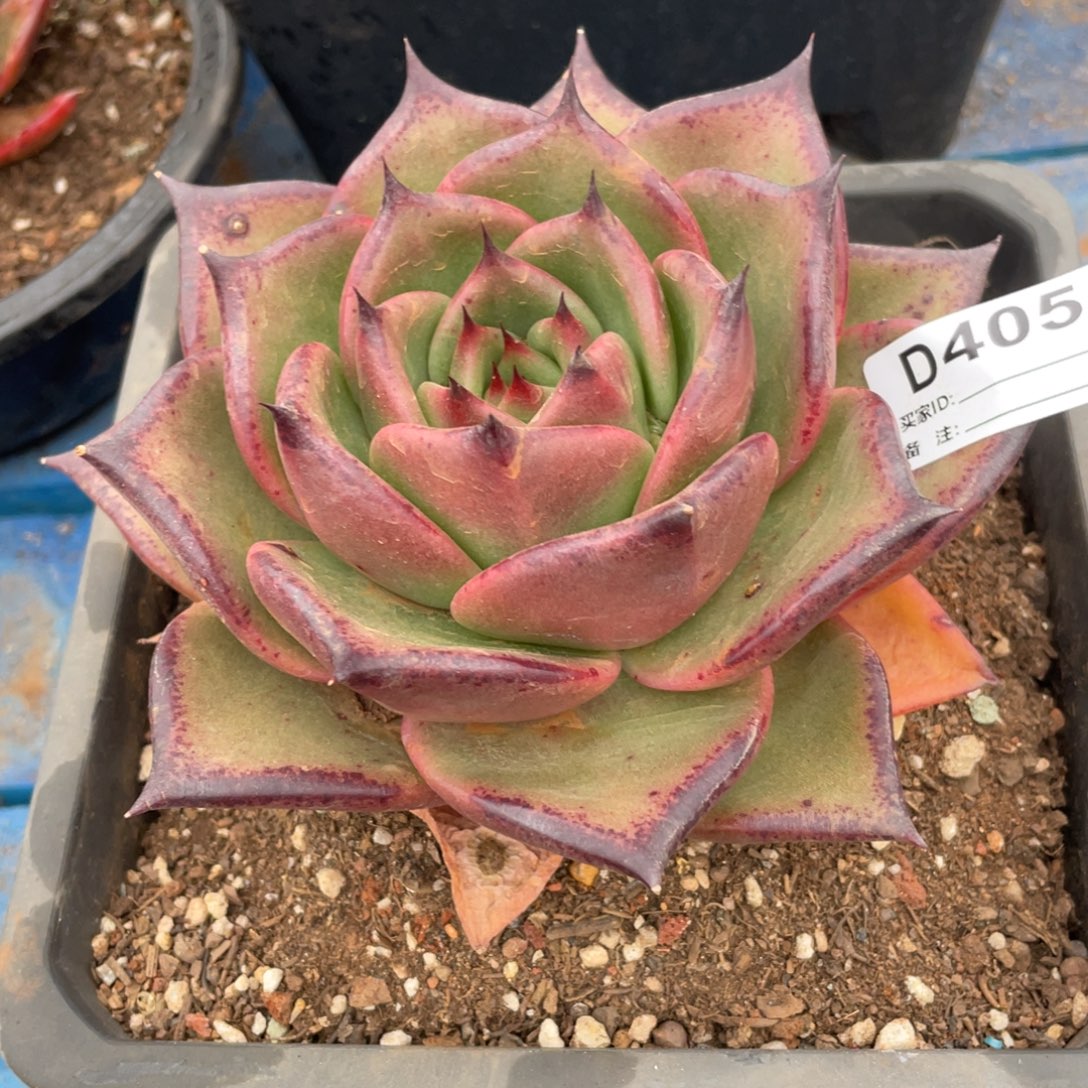 无花朵若如东云组拍D405