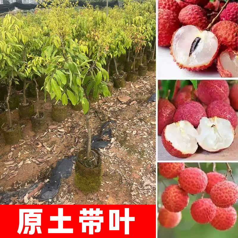 【原土带叶】荔枝树苗嫁接果树无核无籽南方北方庭院盆栽四季