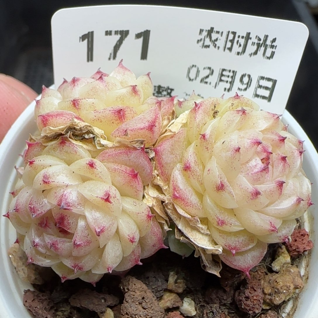 0209-171包子麦秆