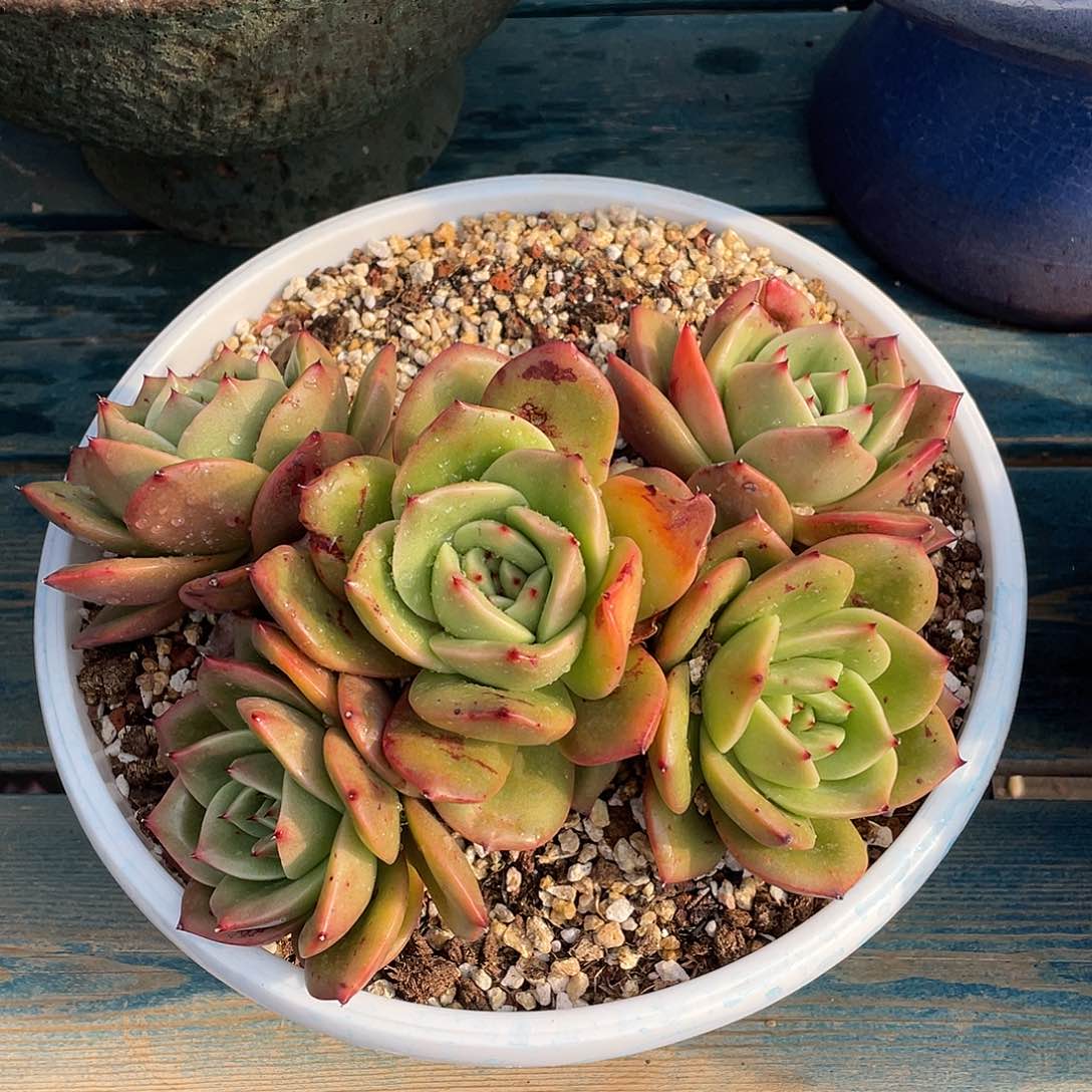 狮子王多肉植物多肉