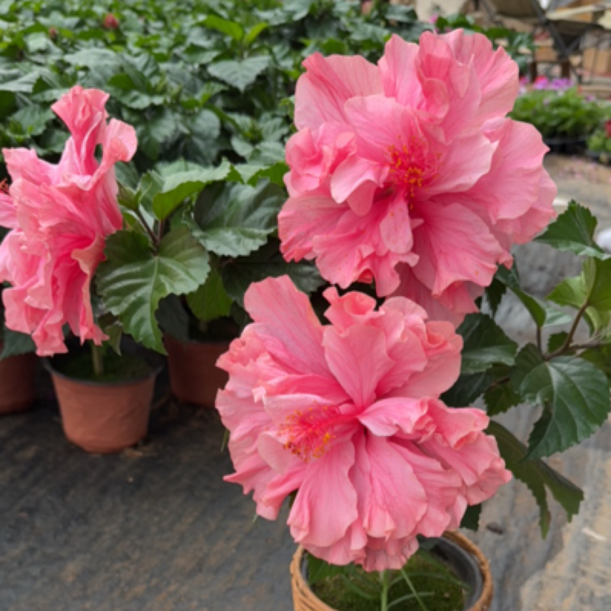 粉色重瓣扶桑花盆栽带花苞桑叶牡丹木槿花四季开花室内外花卉