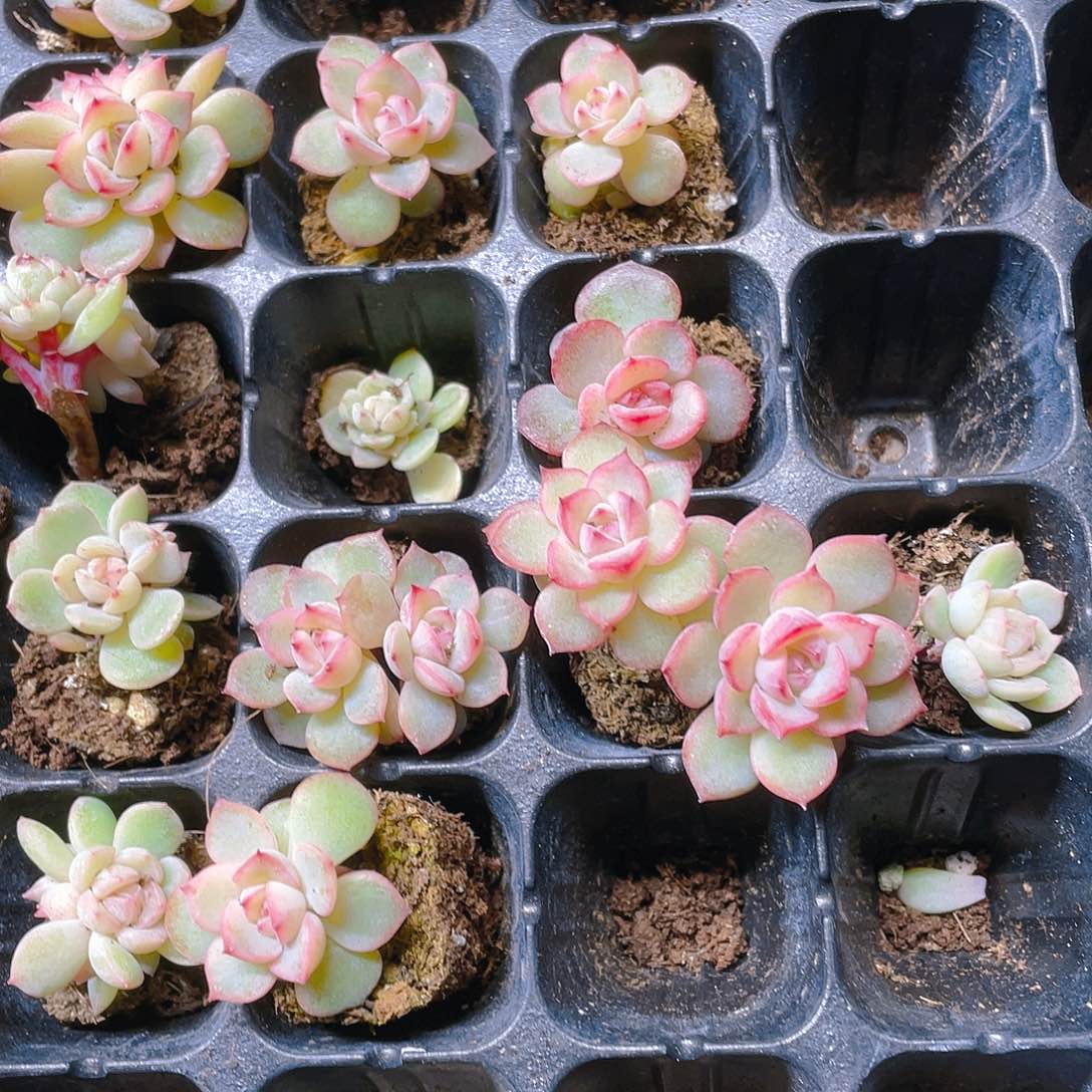 玉笛穴一个满25包邮