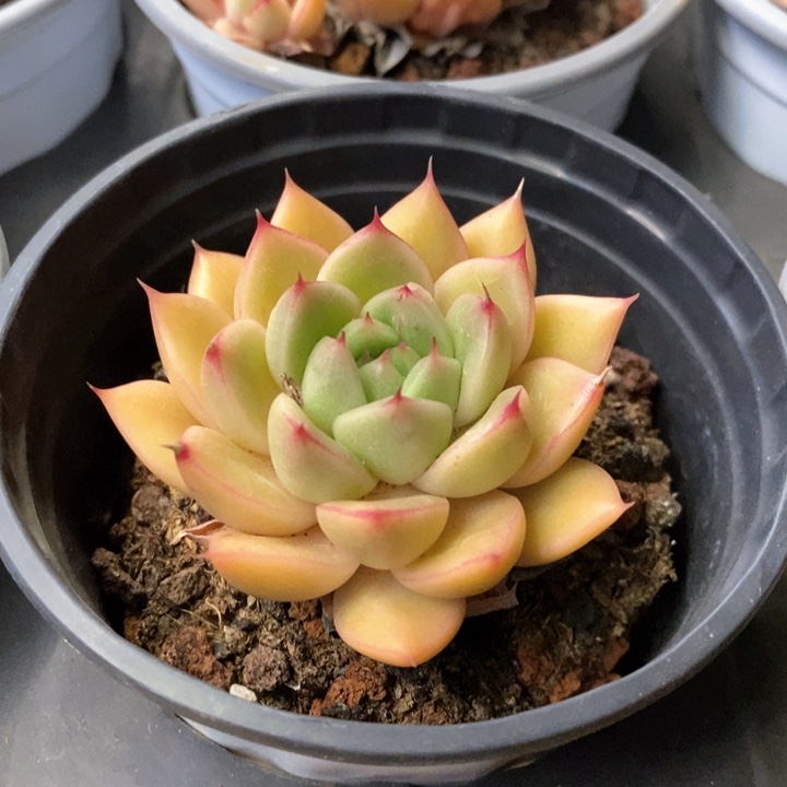 124。春春珍妮。福利多多