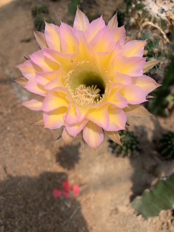 仙人球盆栽 雅韵彩草 