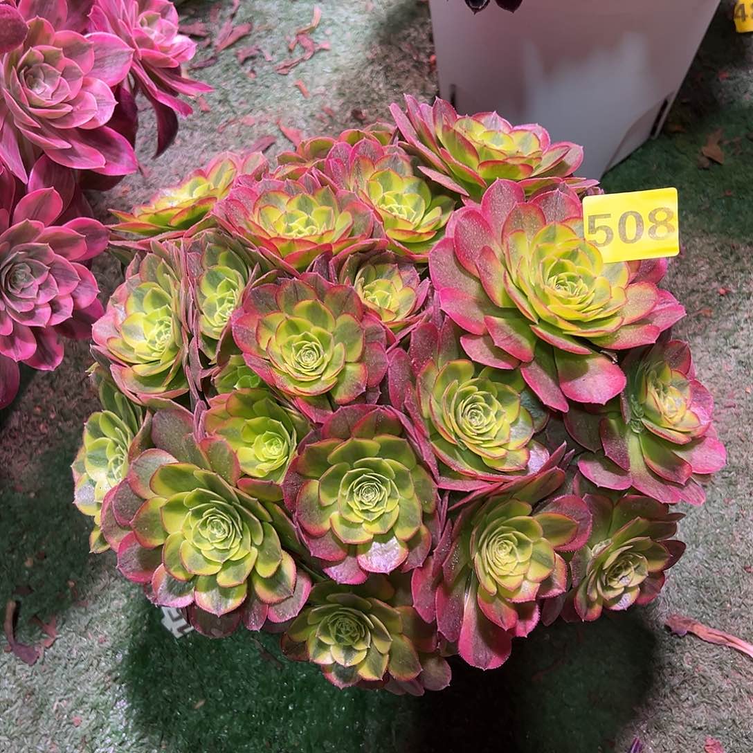 508奶白法师多肉植物