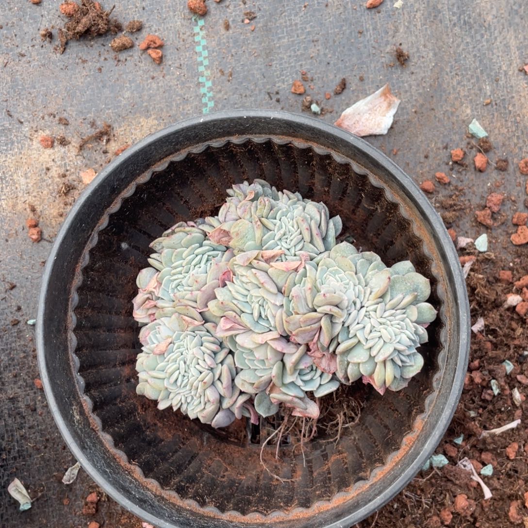 芭****海棠花缀化一个巴啦啦