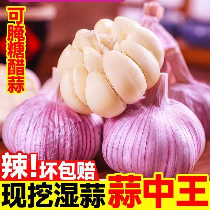 【现挖现发】今年紫白皮新鲜蒜腌制糖醋腊八蒜多瓣蒜批发可种子