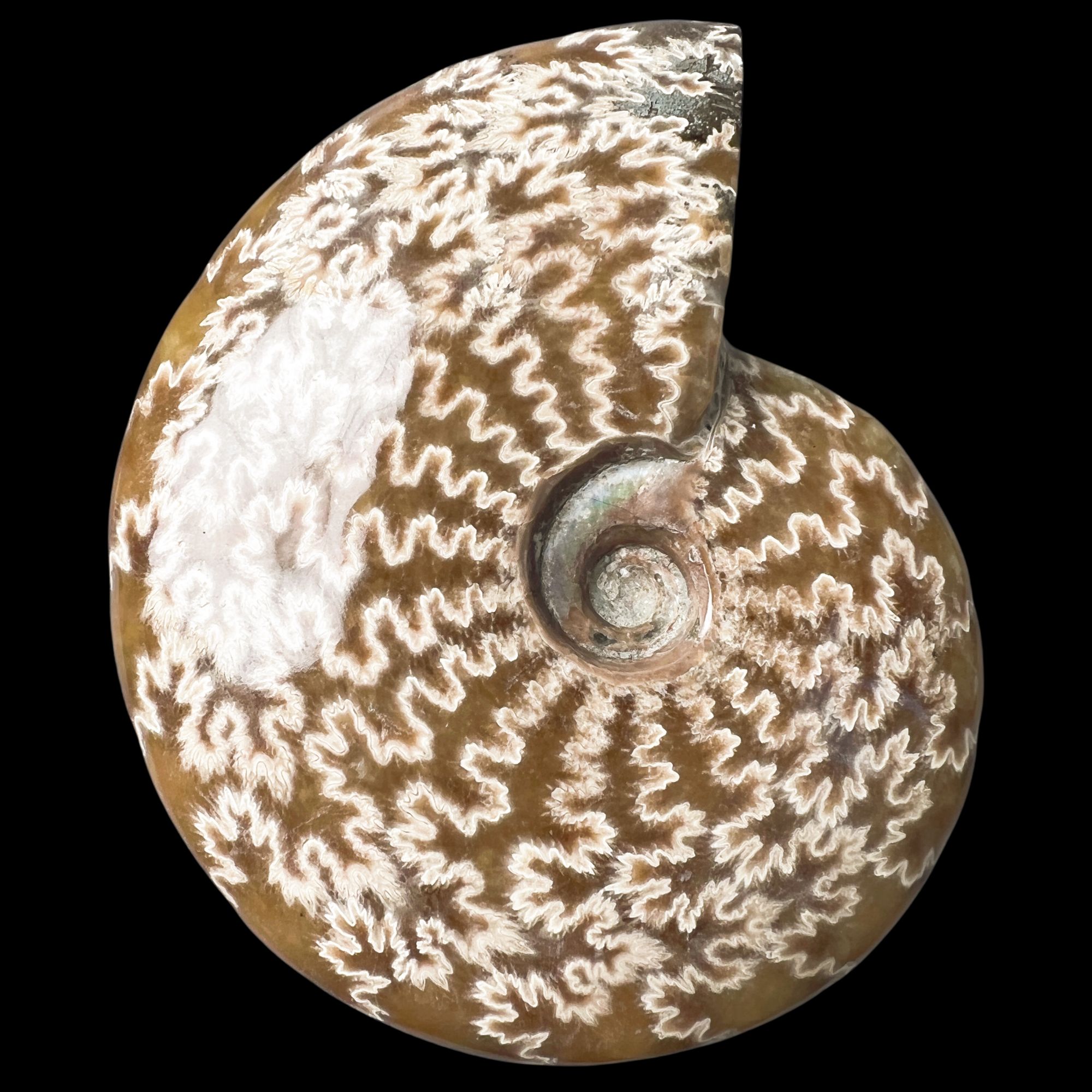 【 叶菊石（摆件-白花）】尺寸126mm 玉化 马达加斯加BJ 古贝壳 D1