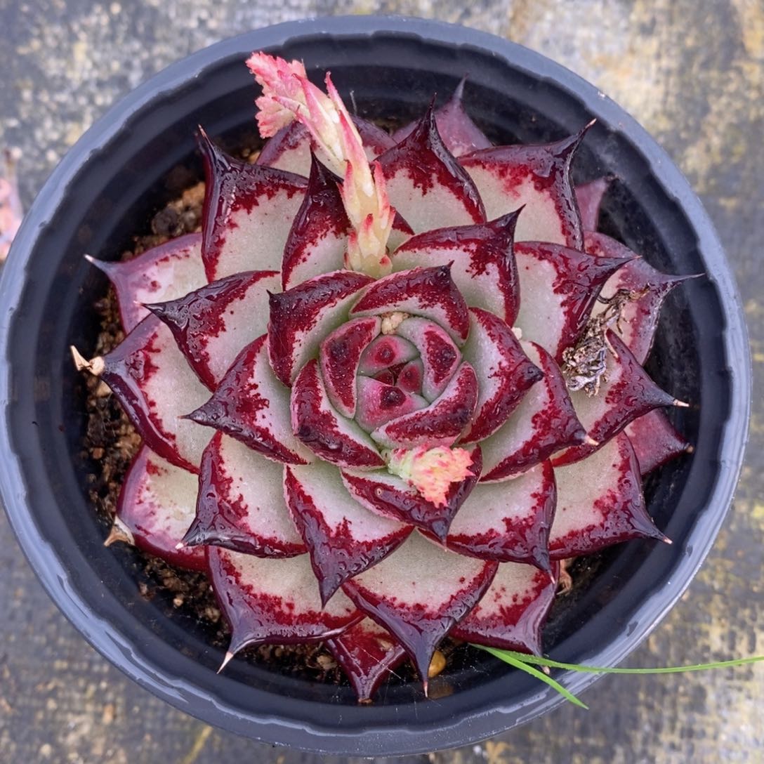 可问主播品种，下滑链接更多品种选择多肉