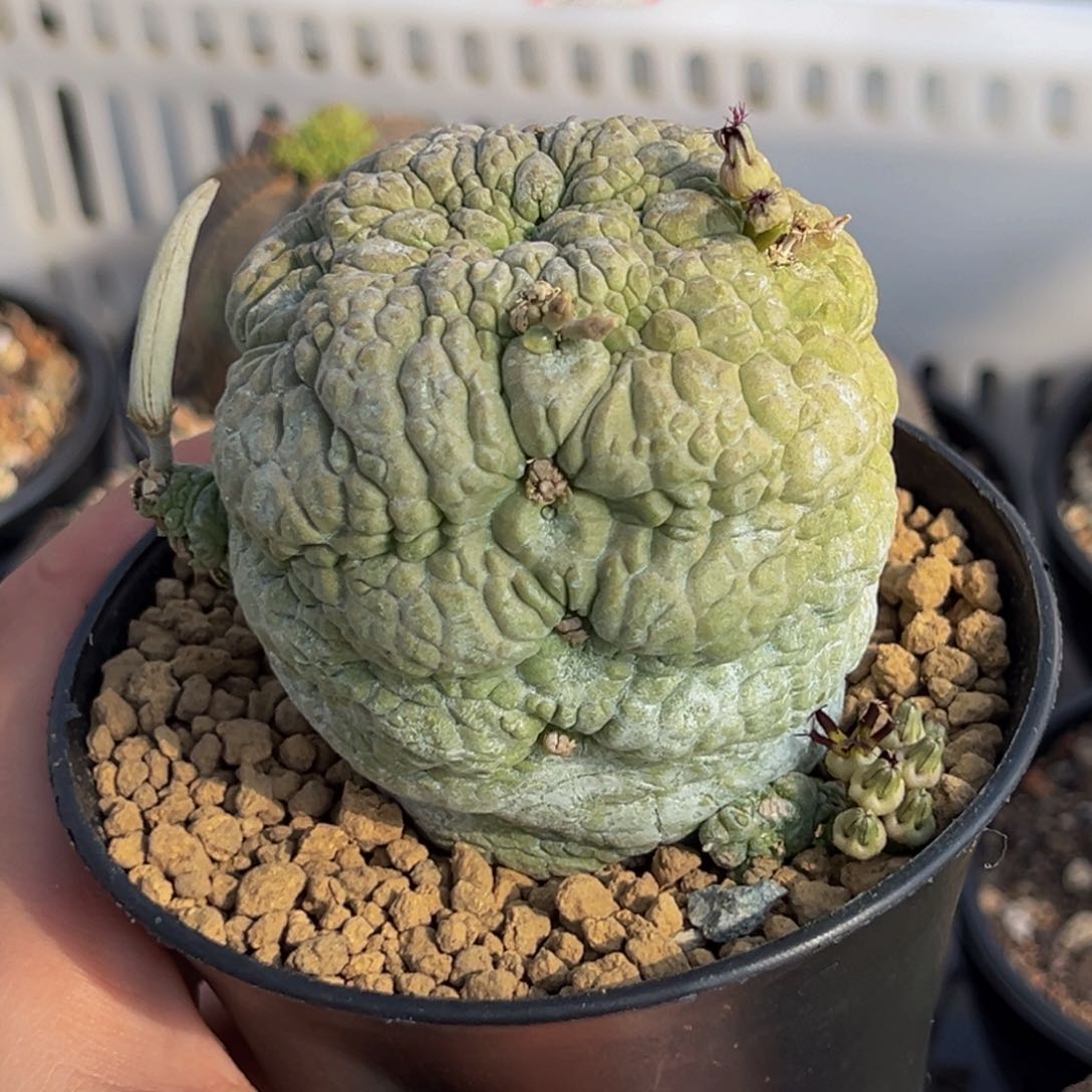 m超大肌肉凝提玉实生带盆