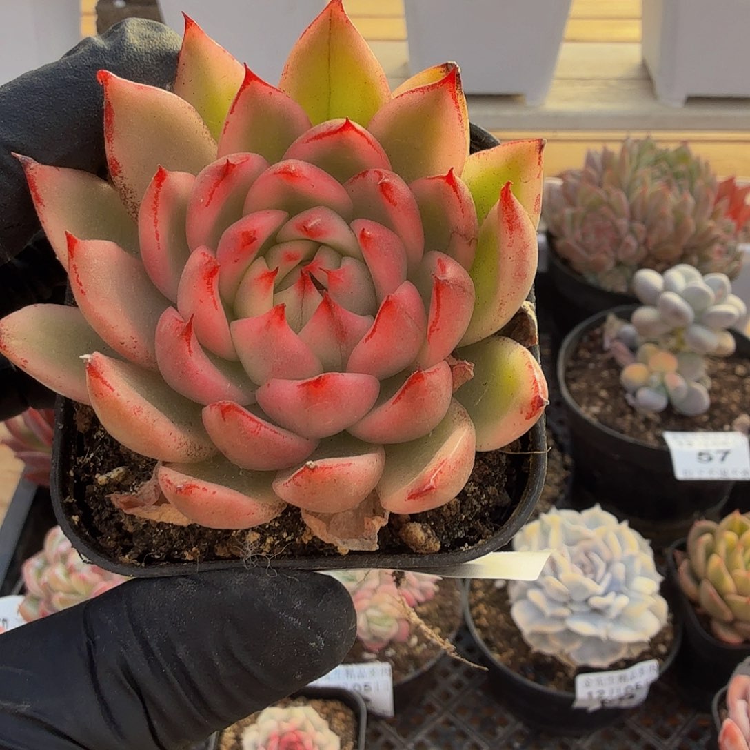 1205-64爱博尼锦单头