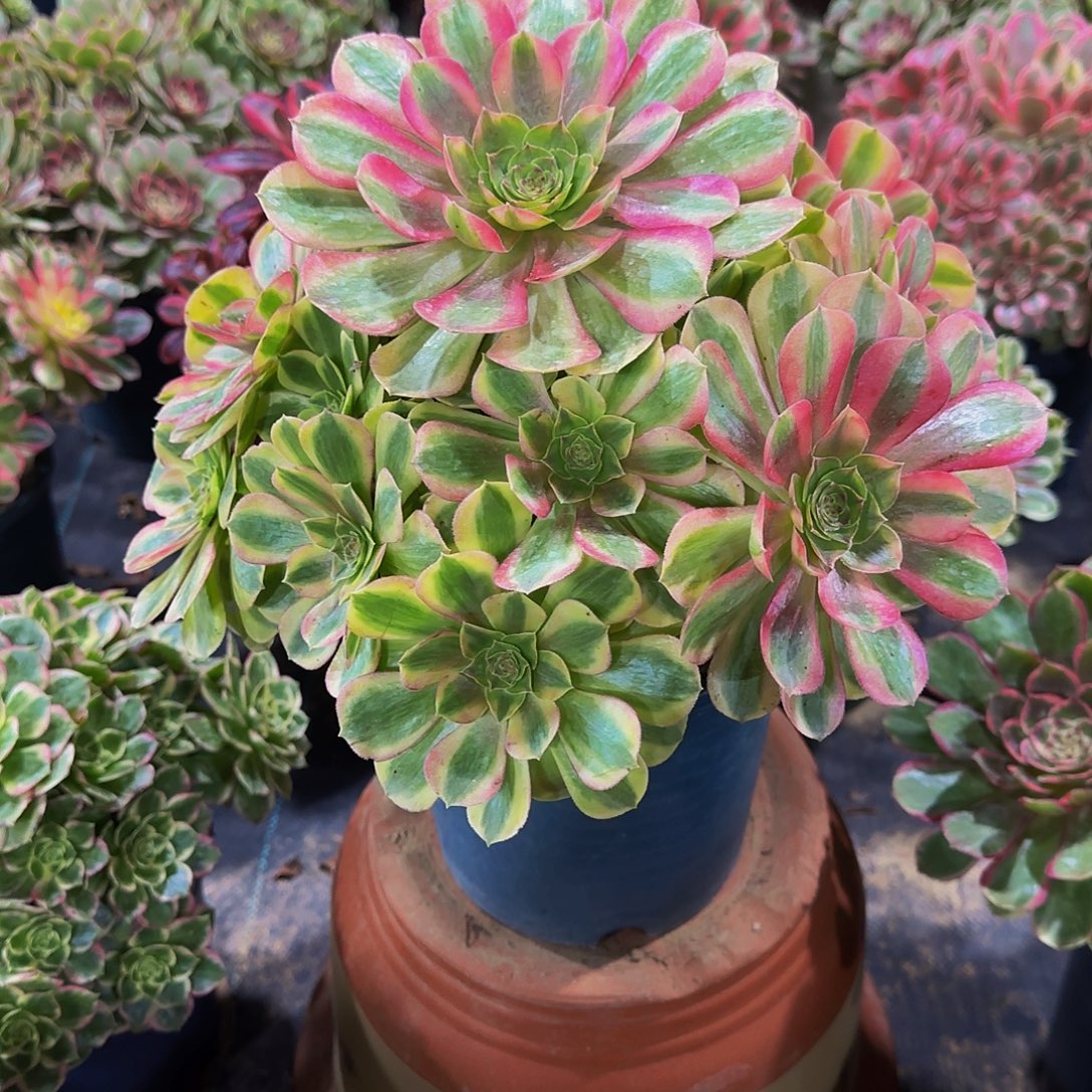 老庄雨荷轮回法师80.8