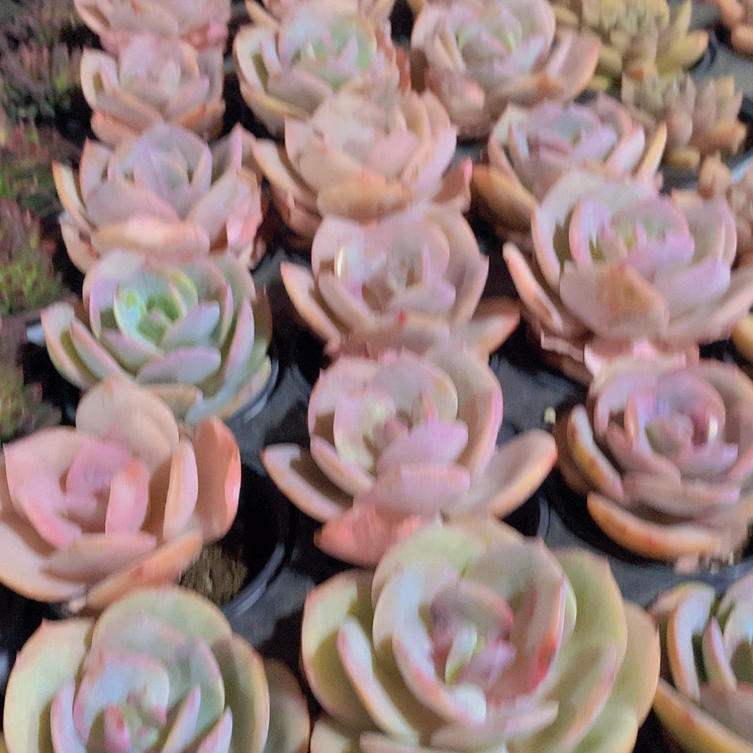 白凤24567889900000