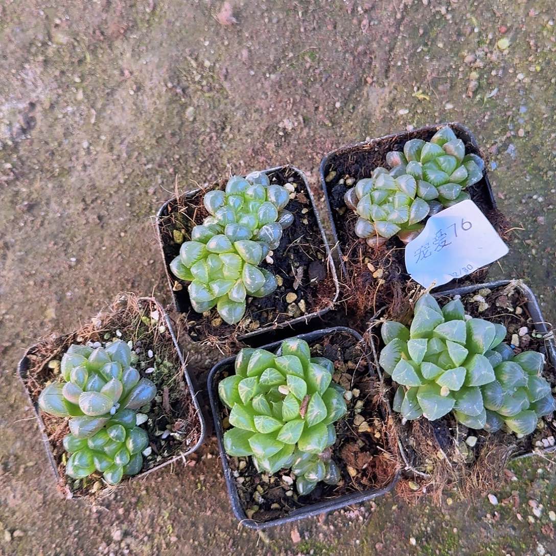 b***o直播福利一物一拍76