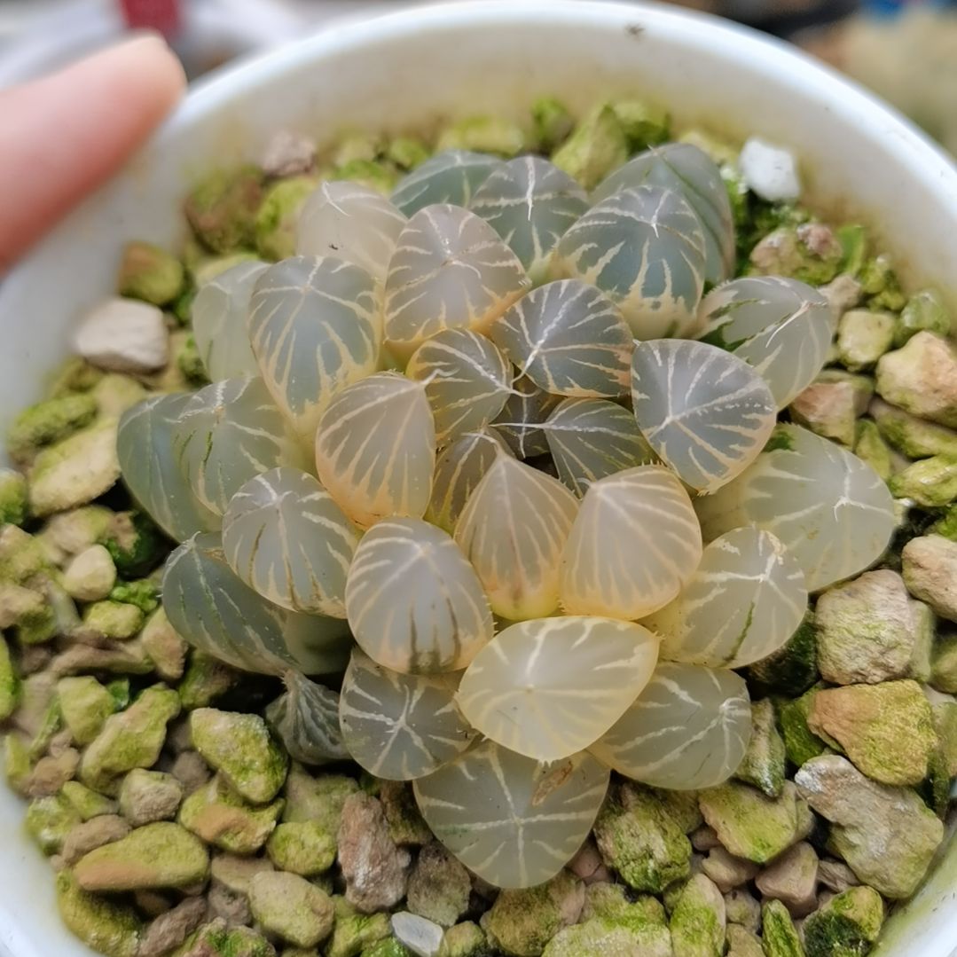 121号霓虹灯糊斑一物一拍带盆土发货