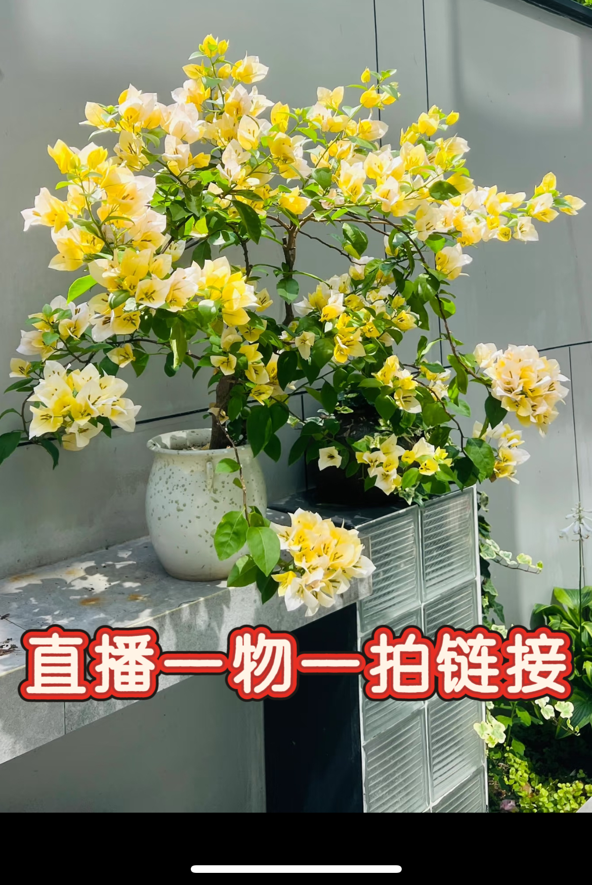 三角梅老桩一物一拍