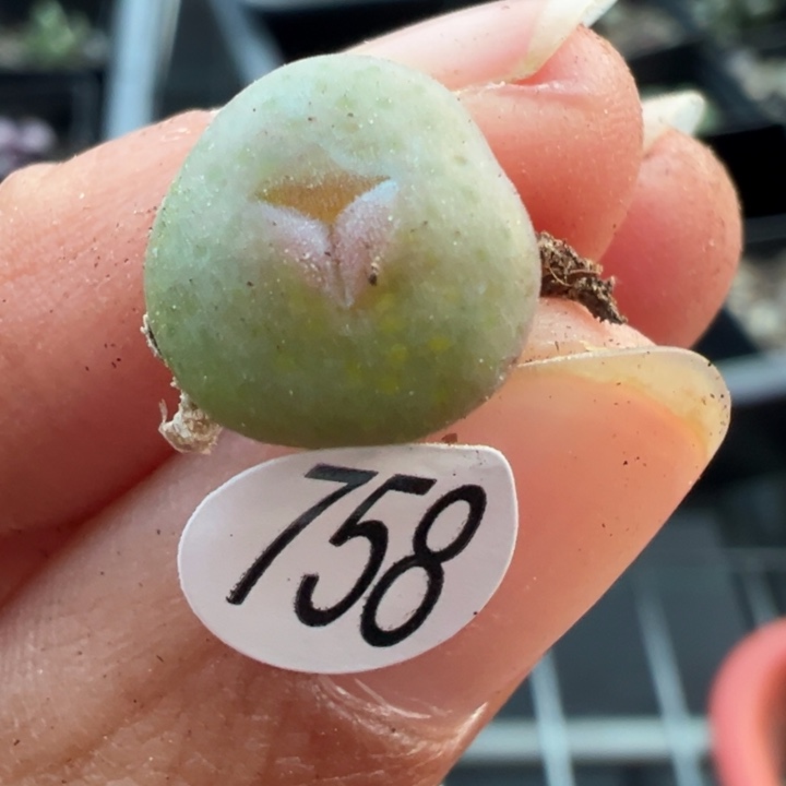 758号111111111111111