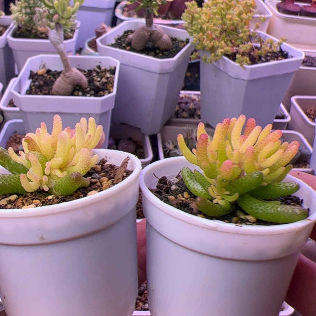 多肉植物枝干真假飞机猪