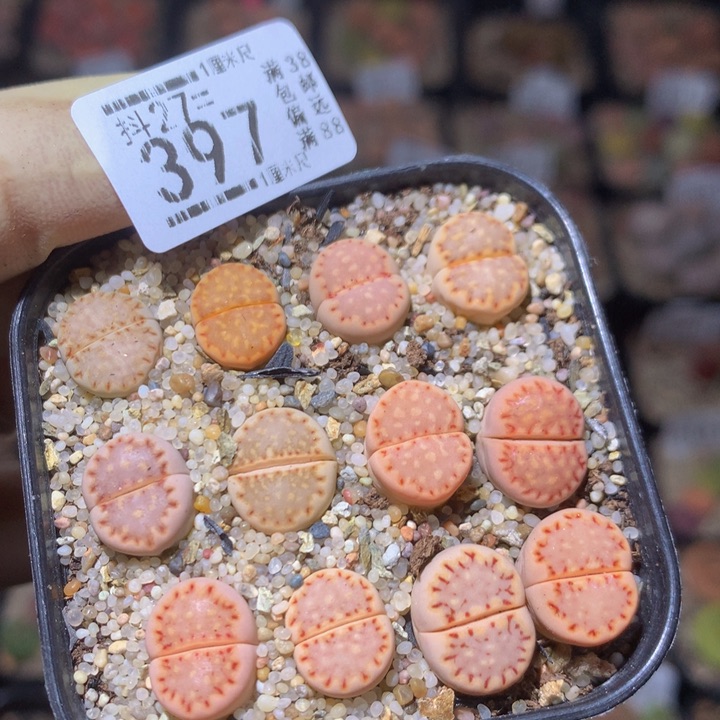 精品生石花27.397