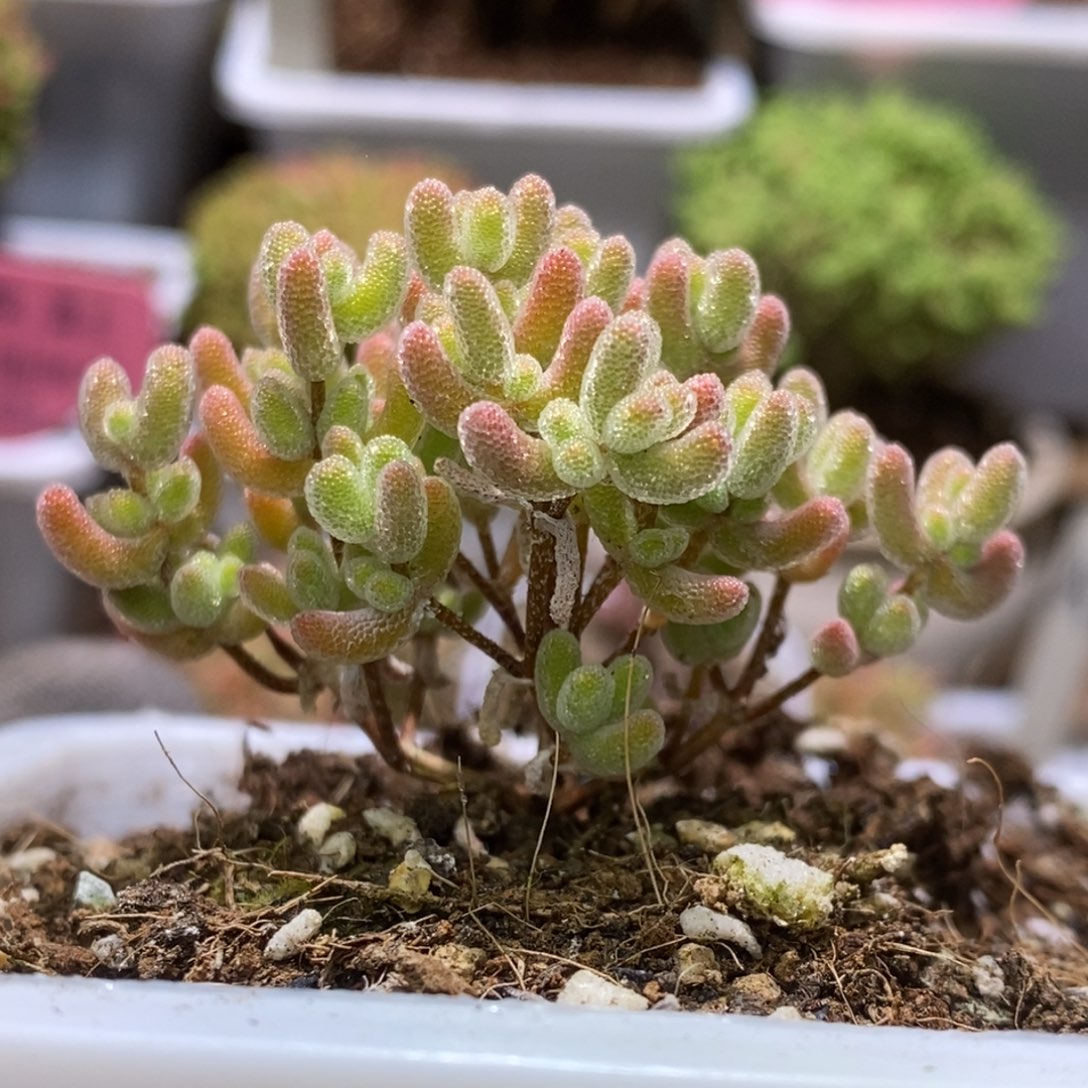 冰晶杂G122枝干番杏