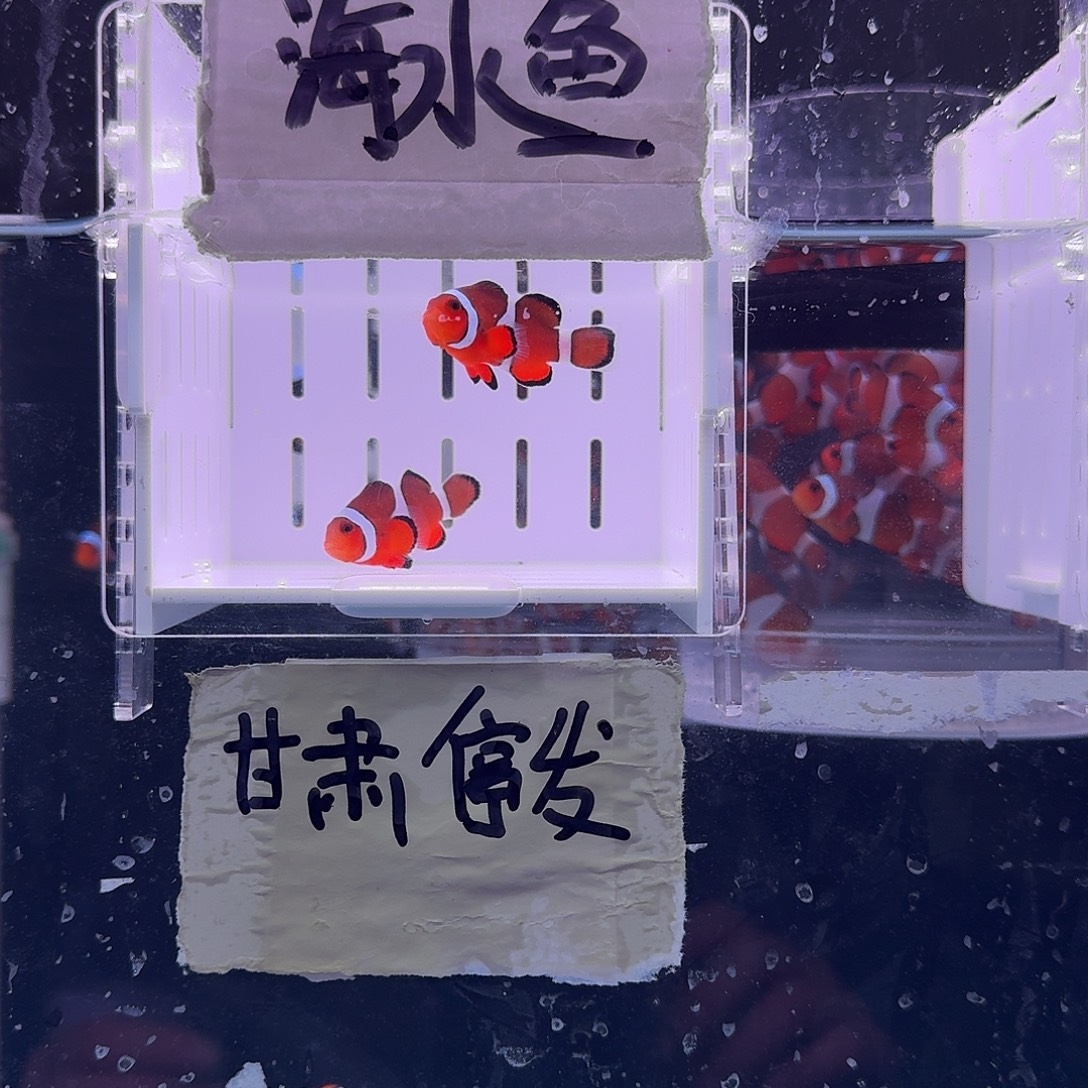 海水鱼4+精品黑边公子一对