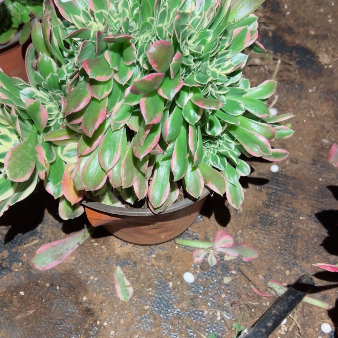 579 号法师多肉植物新年快乐