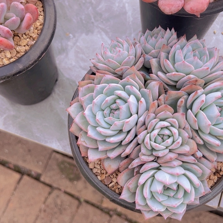 健健康康平平安安