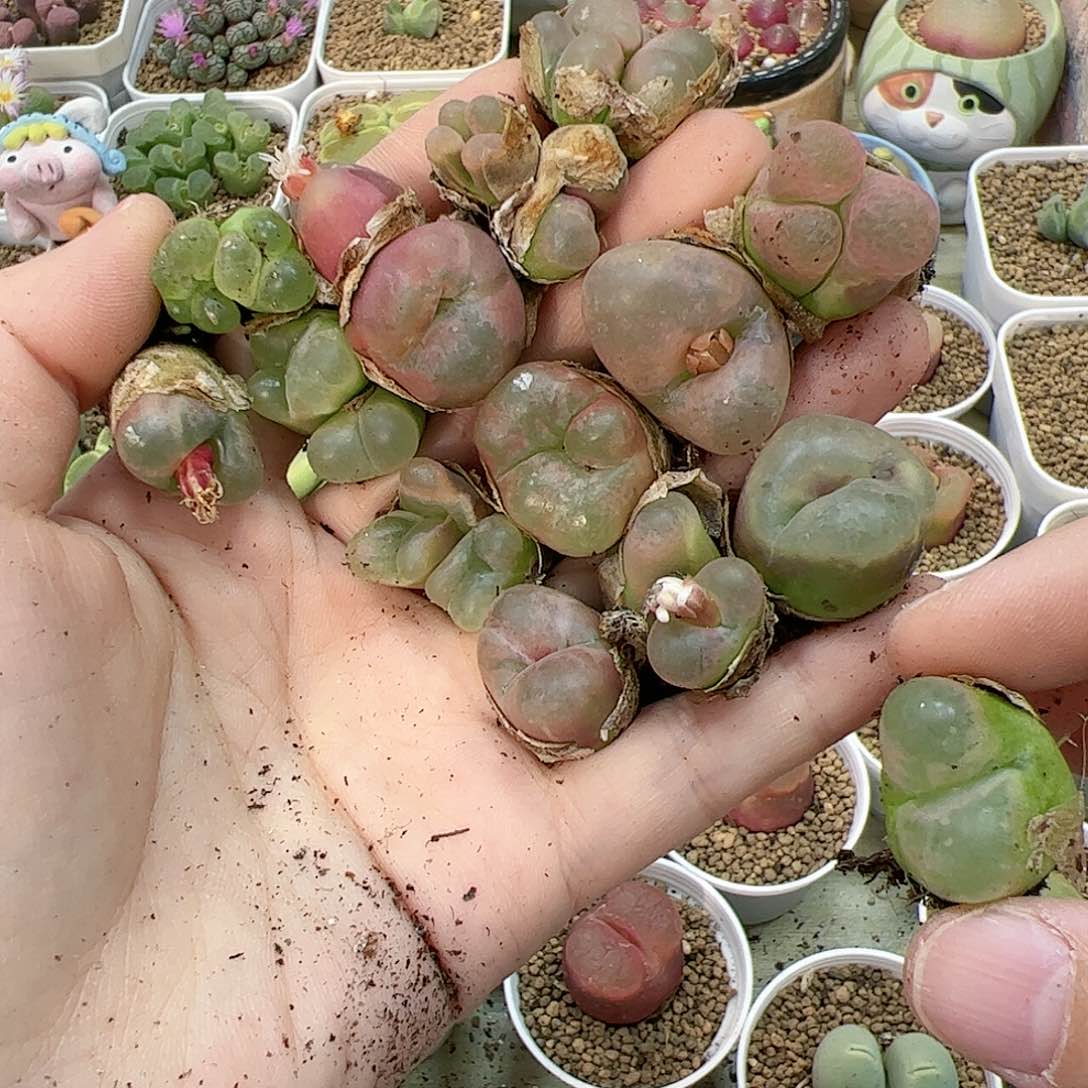 【闪购商品】?*宝72 全部