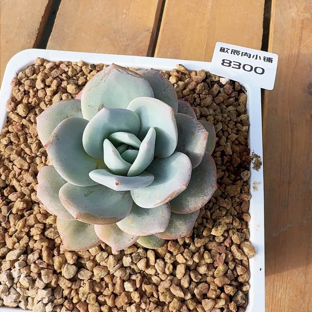 多肉植物奶茶单头8300