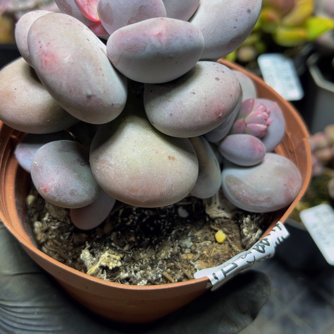 611黄金香水手指奶酪9厘米