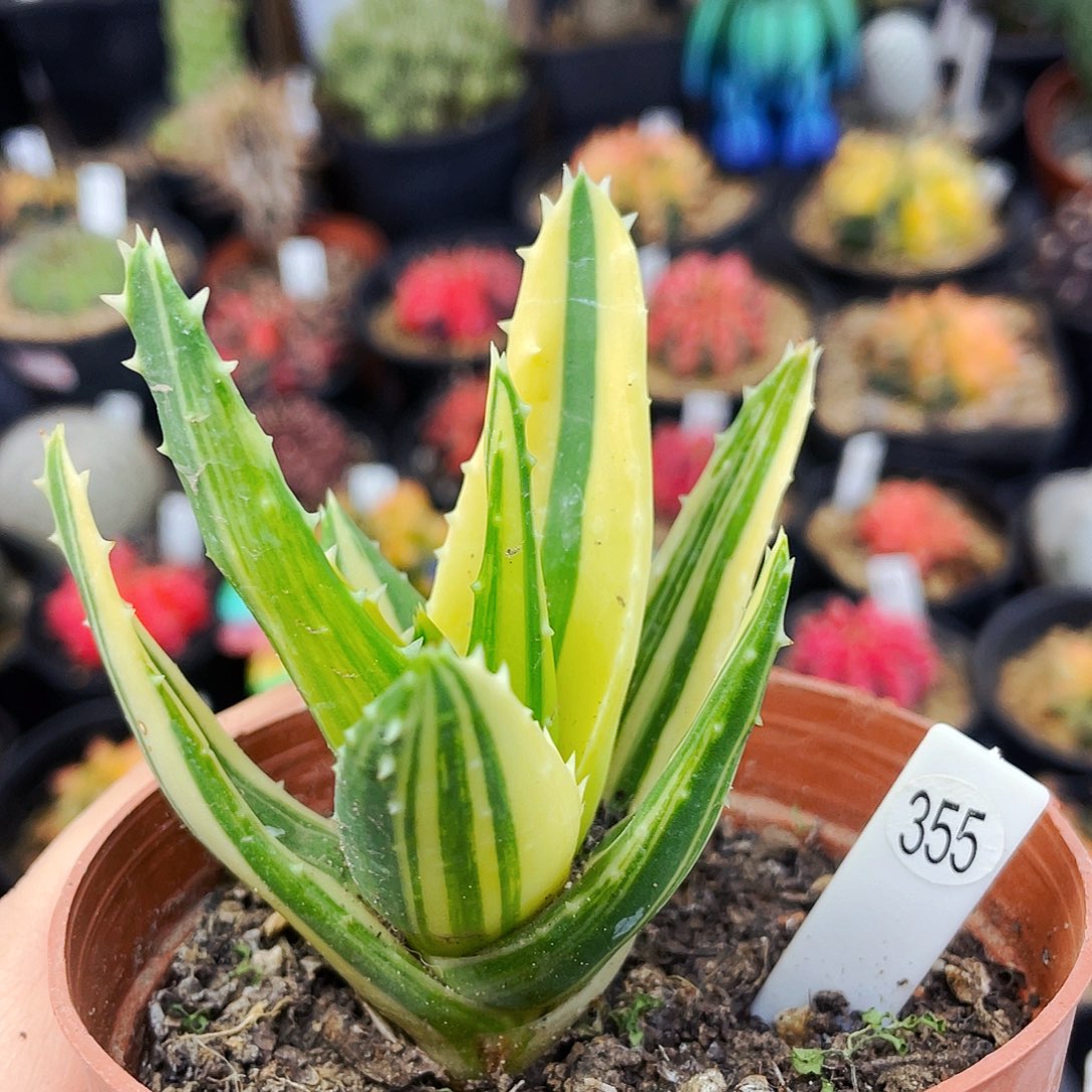 芦荟锦非偏远地区满25包邮仙人球